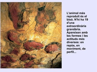 L'animal més
reproduït és el
bisó. N'hi ha 19
d'una
extraordinària
grandària.
Apareixen amb
les formes i les
actituds més
diverses: en
repòs, en
moviment, de
perfil...
 