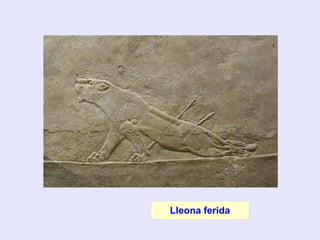 Lleona ferida
 