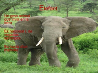 E lefant Un gran animal que vivia en la terra És nacional i, de vegades salvatges Es tracta d'un mamífer 