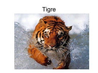 Tigre 