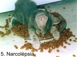5. Narcolèpsia.
 