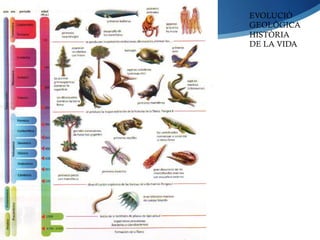EVOLUCIÓ
GEOLÒGICA
HISTÒRIA
DE LA VIDA
 