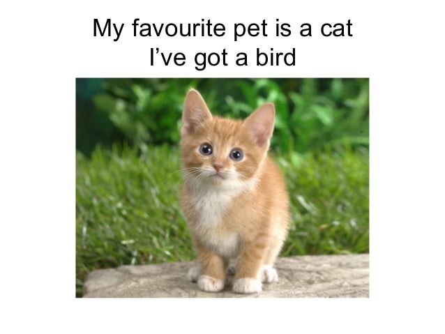 My Favourite Pet is... 4
