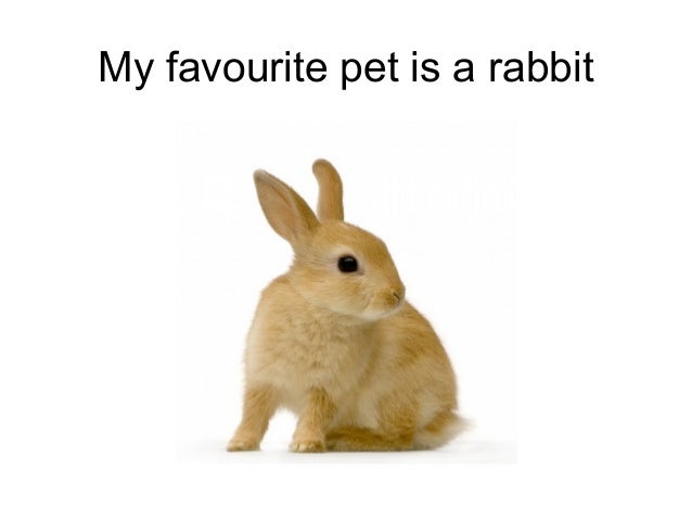 My Favourite Pet is... 4