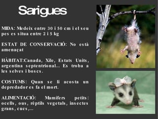 Sarigues MIDA: Medeix entre 30 i 50 cm i el seu pes es situa entre 2 i 5 kg ESTAT DE CONSERVACIÓ: No està amenaçat HÀBITAT:Canada, Xile, Estats Units, argentina septentrional... Es troba a les selves i boscs. COSTUMS: Quan se li acosta un depredador es fa el mort. ALIMENTACIÓ: Mamífers petits: ocells, ous, rèptils vegetals, insectes grans, cucs,... 