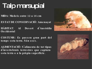 Talp marsupial MIDA: Medeix entre 12 a 16 cm ESTAT DE CONSERVACIÓ: Amenaçat HÀBITAT: Al Desert d'Austràlia Occidental COSTUMS: Es passen gran part del temps sota terra. Són cecs. ALIMENTACIÓ: S'alimenta de tot tipus d'invertebrats terrestres que captura  sota terra o a la pròpia superfície.  