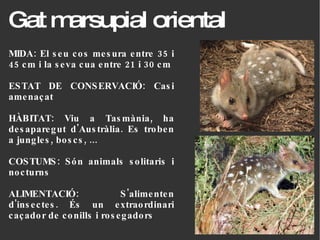 MIDA: El seu cos mesura entre 35 i 45 cm i la seva cua entre 21 i 30 cm ESTAT DE CONSERVACIÓ: Casi amenaçat HÀBITAT: Viu a Tasmània, ha desaparegut d'Austràlia. Es troben a jungles, boscs, ... COSTUMS: Són animals solitaris i nocturns ALIMENTACIÓ: S'alimenten d'insectes. És un extraordinari caçador de conills i rosegadors  Gat marsupial oriental 