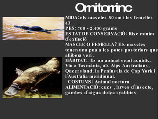 Ornitorrinc MIDA: els mascles 50 cm i les femelles  43 PES: 700 - 2.400 grams ESTAT DE CONSERVACIÓ: Risc mínim d'extinció MASCLE O FEMELLA? Els mascles tenen una pua a les potes posteriors que allibera verí . HÀBITAT:  És un animal semi acuàtic. Viu a Tasmània, als Alps Australians, Queensland, la Península de Cap York i l'Austràlia meridional.  COSTUMS: Animal nocturn ALIMENTACIÓ: cucs ,  larves d'insecte ,  gambes  d'aigua dolça i  yabbies   