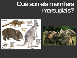 Què son els mamífers marsupials? 