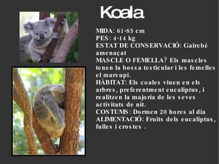 Koala MIDA: 61-85 cm  PES: 4-14 kg ESTAT DE CONSERVACIÓ: Gairebé amenaçat MASCLE O FEMELLA? Els mascles tenen la bossa testicular i les femelles el marsupi.  HÀBITAT: Els coales viuen en els arbres, preferentment eucaliptus, i realitzen la majoria de les seves activitats de nit. COSTUMS: Dormen 20 hores al dia ALIMENTACIÓ: Fruits dels eucaliptus, fulles i crostes . 