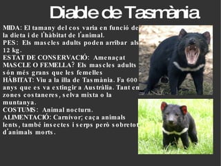 Diable de Tasmània MIDA: El tamany del cos varia en funció de la dieta i de l'hàbitat de l'animal.  PES:  Els mascles adults poden arribar  als 12 kg.  ESTAT DE CONSERVACIÓ:  Amenaçat MASCLE O FEMELLA? Els mascles adults són més grans que les femelles HÀBITAT: Viu a la illa de Tasmània. Fa 600 anys que es va extingir a Austràlia. Tant en zones costaneres, selva mixta o la muntanya. COSTUMS:  Animal nocturn. ALIMENTACIÓ: Carnívor; caça animals lents, també insectes i serps però sobretot d'animals morts. 