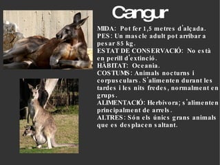Cangur MIDA:  Pot fer 1,5 metres d'alçada. PES: Un mascle adult pot arribar a pesar 85 kg. ESTAT DE CONSERVACIÓ:  No està en perill d'extinció. HÀBITAT:  Oceania.  COSTUMS: Animals nocturns i corpusculars. S'alimenten durant les tardes i les nits fredes, normalment en grups. ALIMENTACIÓ: Herbívora; s'alimenten principalment de arrels.  ALTRES: Són els únics grans animals que es desplacen saltant. 