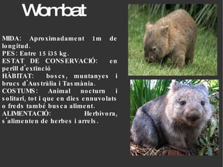 Wombat MIDA: Aproximadament 1m de longitud.  PES:  Entre 15 i35 kg. ESTAT DE CONSERVACIÓ:  en perill d'extinció HÀBITAT:  boscs, muntanyes i brucs d'Austràlia i Tasmània.  COSTUMS: Animal nocturn i solitari, tot i que en dies ennuvolats o freds també busca aliment.  ALIMENTACIÓ:  Herbívora, s'alimenten de herbes i arrels.  
