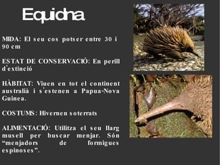 Equidna MIDA: El seu cos potser entre 30 i  90 cm ESTAT DE CONSERVACIÓ: En perill d'extinció HÀBITAT: Viuen en tot el continent australià i s'estenen a Papua-Nova Guinea. COSTUMS: Hivernen soterrats  ALIMENTACIÓ: Utilitza el seu llarg musell per buscar menjar. Són “menjadors de formigues espinoses”. 