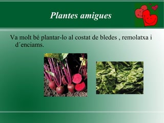 Varietats  Hi  ha dos grups d´alls , els blans i els rosats. 