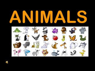 ANIMALS
 