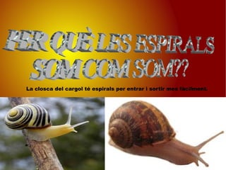 La closca del cargol té espirals per entrar i sortir mes fàcilment. PER QUÈ LES ESPIRALS SOM COM SOM?? 