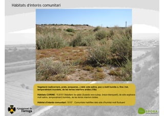 Vegetació (salicornars, prats, jonqueres...) dels sòls salins, poc o molt humits o, fins i tot,
temporalment inundats, de les terres interiors àrides (15b)
Hàbitats CORINE: 15.6151 Matollars de salat (Suaeda vera subsp. braun-blanquetii), de sòls argilosos
molt salins, temporalment inundats, de les terres interiors àrides
Hàbitat d’interès comunitari: 1510* Comunitats halòfiles dels sòls d'humitat molt fluctuant
Hàbitats d’interès comunitari
 