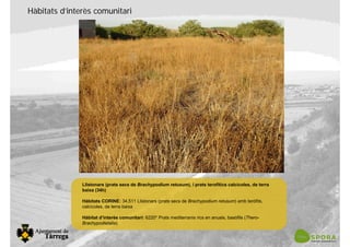 Hàbitats d’interès comunitari
Llistonars (prats secs de Brachypodium retusum), i prats terofítics calcícoles, de terra
baixa (34h)
Hàbitats CORINE: 34.511 Llistonars (prats secs de Brachypodium retusum) amb teròfits,
calcícoles, de terra baixa
Hàbitat d’interès comunitari: 6220* Prats mediterranis rics en anuals, basòfils (Thero-
Brachypodietalia)
 