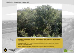 Hàbitats d’interès comunitari
Alberedes (i pollancredes) amb vinca (Vinca difformis), de la terra baixa (i de la muntanya
mitjana) (44h)
Hàbitats CORINE: 44.611+ Alberedes (i pollancredes) amb vinca (Vinca difformis), de la terra
baixa (i de la muntanya mitjana)
Hàbitat d’interès comunitari: 92A0 Alberedes, salzedes i altres boscos de ribera
 
