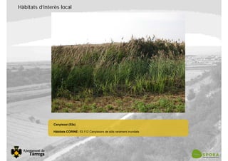 Hàbitats d’interès local
Canyissar (53a)
Hàbitats CORINE: 53.112 Canyissars de sòls rarament inundats
 