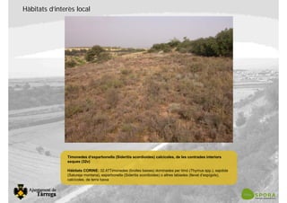 Hàbitats d’interès local
Timonedes d’esparbonella (Sideritis scordioides) calcícoles, de les contrades interiors
seques (32v)
Hàbitats CORINE: 32.47Timonedes (brolles baixes) dominades per timó (Thymus spp.), sajolida
(Satureja montana), esparbonella (Sideritis scordioides) o altres labiades (llevat d’espígols),
calcícoles, de terra baixa
 