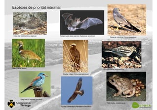 Espècies de prioritat màxima:
Eriço clar (Aethechinus algirus) Ratapinyada dels graners (Eptesicus serotinus)
Esparver cendrós (Circus pygargus)
Sisó (Tetrax tetrax)
Arpella vulgar (Circus aeroginosus)
Torlit (Burhinus oedicnemus)
Gaig blau (Coracias garrulus)
Tòtil (Alytes obstetricans)
Àguila cuabarrada (Hieraaetus fasciatus)
 