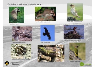 Espècies prioritàries d’interès local:
Teixó (Meles meles)
Rata cellarda (Eliomys quercinus)
Pardal roquer (Petronia petronia)
Siboc (Caprimulgus ruficollis) Corb (Corvus corax)
Cabusset (Tachybaptus ruficollis)
Serp llisa meridional (Coronella girondica)
Llangardaix comú (Lacerta lepida)
Picot verd (Picus viridis)
 
