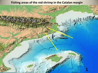 Fishing areas of the red shrimp in the Catalan margin

1

1

 