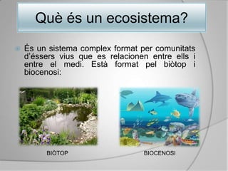 Què és un ecosistema?És un sistema complex format per comunitats d’éssers vius que es relacionen entre ells i entre el medi. Està format pel biòtop i biocenosi:BIÒTOPBIOCENOSI