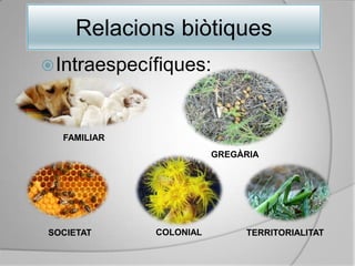 RelacionsbiòtiquesIntraespecífiques:FAMILIARGREGÀRIACOLONIALSOCIETATTERRITORIALITAT