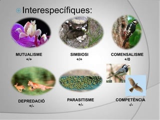 Interespecífiques:MUTUALISME+/+SIMBIOSI+/+COMENSALISME+/0COMPETÈNCIA -/-PARASITISME +/-DEPREDACIÓ+/-
