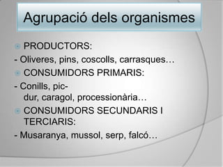AgrupaciódelsorganismesPRODUCTORS:- Oliveres, pins, coscolls, carrasques…CONSUMIDORS PRIMARIS:- Conills, pic-dur, caragol, processionària…CONSUMIDORS SECUNDARIS I TERCIARIS:- Musaranya, mussol, serp, falcó… 
