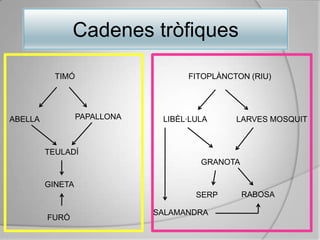 CadenestròfiquesTIMÓ FITOPLÀNCTON (RIU)PAPALLONALIBÈL·LULAABELLALARVES MOSQUITTEULADÍGRANOTAGINETARABOSASERPSALAMANDRAFURÓ