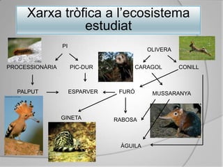 Xarxatròfica a l’ecosistemaestudiatPIOLIVERACARAGOLCONILLPIC-DURPROCESSIONÀRIAPALPUTFURÓESPARVERMUSSARANYAGINETARABOSAÀGUILA