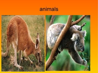 animals
 
