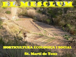 EL MESCLUM




HORTICULTURA ECOLOGICA I SOCIAL
         St. Martí de Tous
 