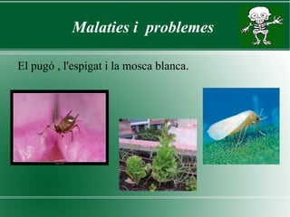 Com és? L'enciam és  una planta de  fulles verdes, arrisades,llises  i forma un cabdell més menys apretat.  