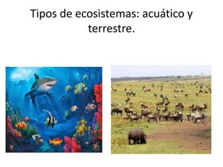 Tipos de ecosistemas: acuático y
terrestre.
 