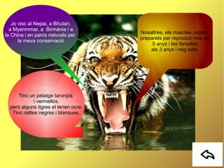 Jo visc al Nepai, a Bhutan,
a Myanmmar, a Birmània i a
la China i en parcs naturals per
la meva conservació
Tinc un pelatge taronjós
i vermellós,
però alguns tigres el tenen ocre.
Tinc ratlles negres i blanques.
Nosaltres, els mascles, estem
preparats per reproduir-nos als
5 anys i les femelles
als 3 anys i mig edat.
 