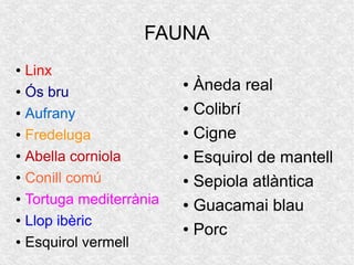 FAUNA
● Linx
● Ós bru
● Aufrany
● Fredeluga
● Abella corniola
● Conill comú
● Tortuga mediterrània
● Llop ibèric
● Esquirol vermell
● Àneda real
● Colibrí
● Cigne
● Esquirol de mantell
● Sepiola atlàntica
● Guacamai blau
● Porc
 