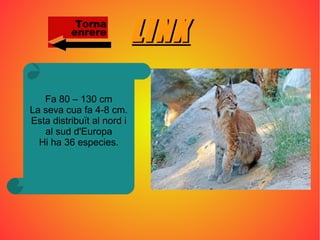 LINXLINX
Fa 80 – 130 cm
La seva cua fa 4-8 cm.
Esta distribuït al nord i
al sud d'Europa
Hi ha 36 especies.
 