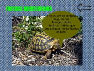 TORTUGA MEDITERRÀNIA
Faig 20 cm de llargada
i faig 5-6 ous.
Mengem rèptils
i tenim un hàbitat que
ens obliga a menjar herbes
seques.
 