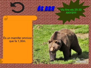ÓS BRUÓS BRU
És un mamífer omnívor
que fa 1,30m.
Viu fins els 25-30
ANYS!!!!
 