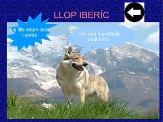 LLOP IBERÍC
Tinc una mandíbula
molt forta
Els fills estan cecs
i sords
 