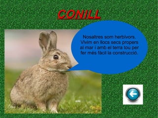 CONILLCONILL
Nosaltres som herbívors.
Vivim en llocs secs propers
al mar i amb el terra tou per
fer més fàcil la construcció.
 