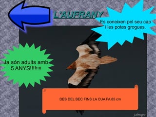 L'AUFRANYL'AUFRANY
Ja són adults amb
5 ANYS!!!!!!!!
Es coneixen pel seu cap
i les potes grogues.
DES DEL BEC FINS LA CUA FA 85 cm
 
