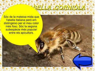 ABELLA CORNIOLAABELLA CORNIOLA
Sóc de la mateixa mida que
l'abella Italiana però em
distingeixo per el meu color
més fosc. Sóc la segona
subespècie més popular
entre els apicultors.
 