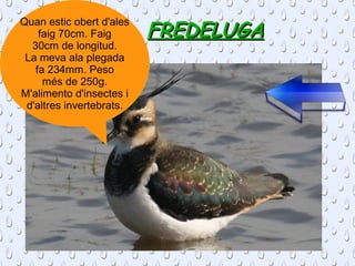 FREDELUGAFREDELUGA
Quan estic obert d'ales
faig 70cm. Faig
30cm de longitud.
La meva ala plegada
fa 234mm. Peso
més de 250g.
M'alimento d'insectes i
d'altres invertebrats.
 