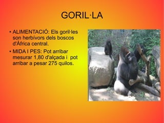 GORIL·LA
●
ALIMENTACIÓ: Els goril·les
son herbívors dels boscos
d'Àfrica central.
● MIDA I PES: Pot arribar
mesurar 1,80 d'alçada i pot
arribar a pesar 275 quilos.
 
